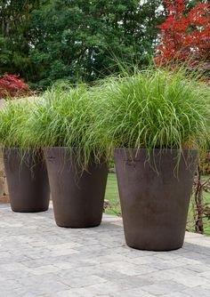 Potted ornamental grass
