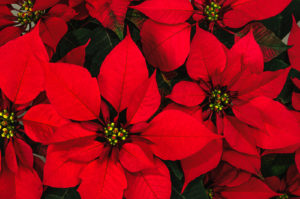 The History of Poinsettias