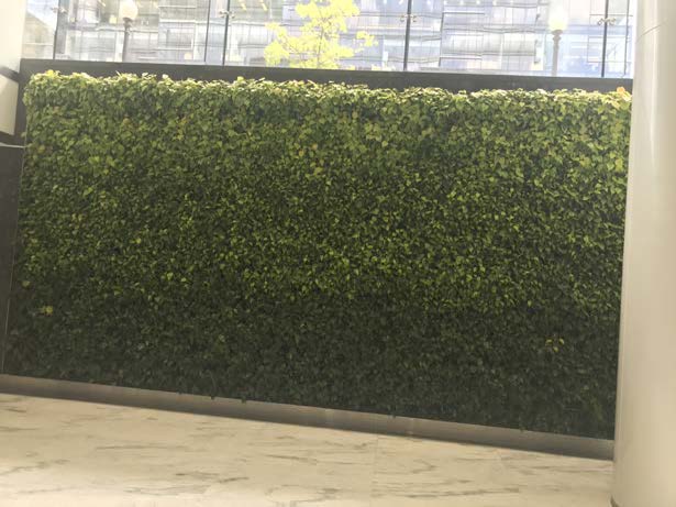 Living Walls Provide a Stunning Focal Point and Incredible Environment, Health and Financial Benefits